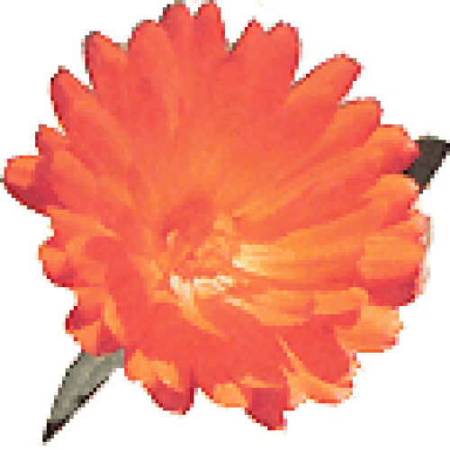 Marigold: The Troubles With Companion Planting